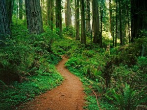 caminos en el bosque-800x600 